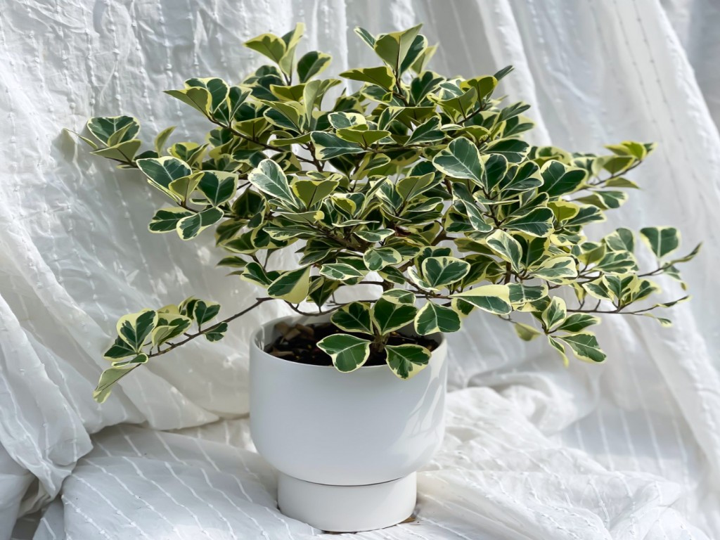 فیکوس دلتا ابلق