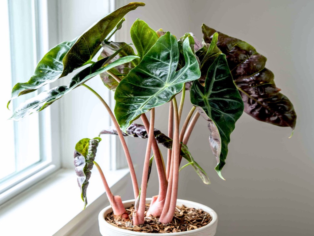 نگهداری و مراقبت آلوکازیا پینک دراگون با تکثیر و قلمه زنی