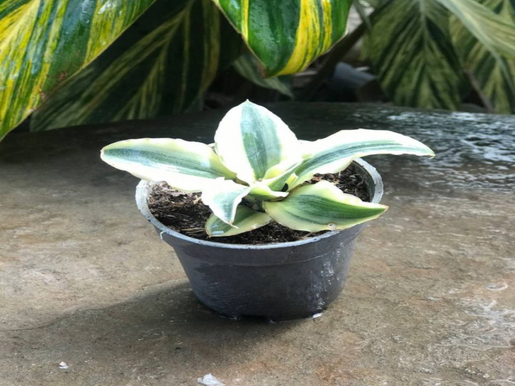 سانسوریا کاتنا