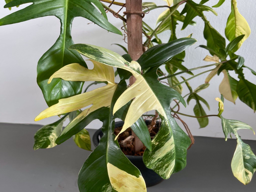 فیلودندرون فلوریدا بیوتی قیم دار