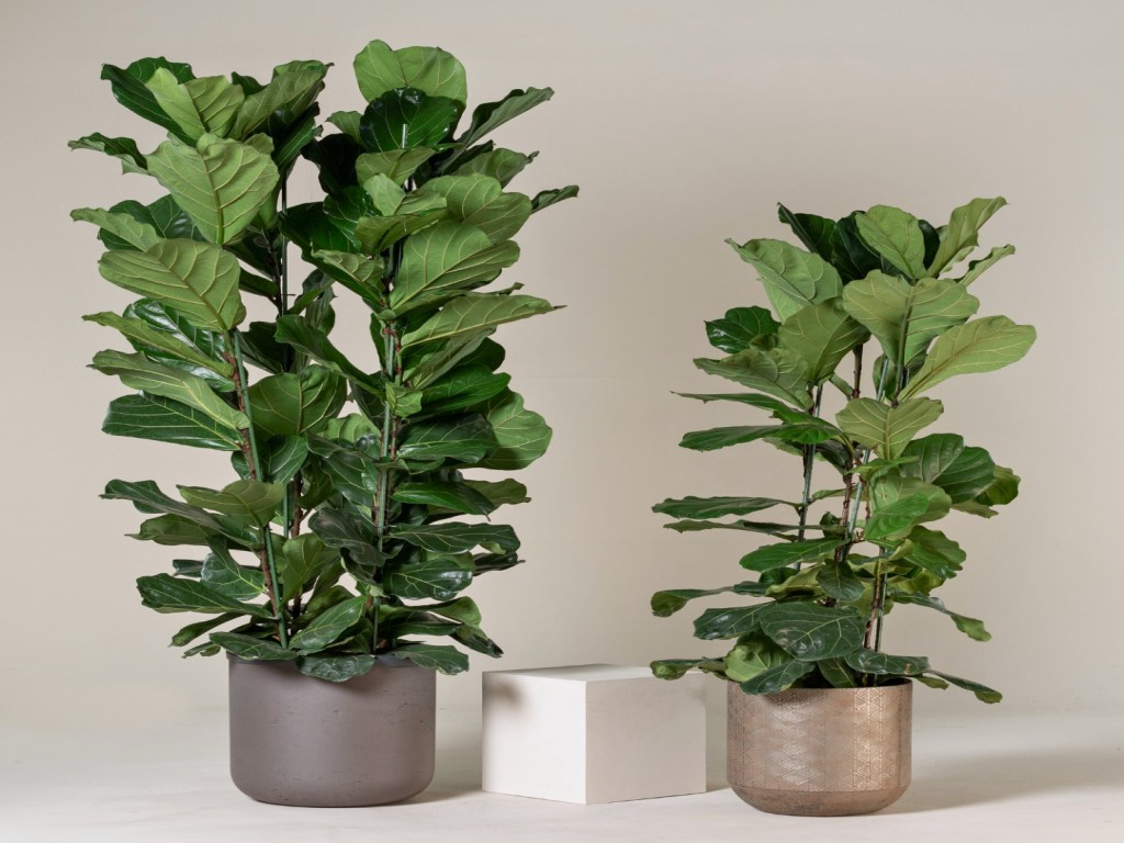 نگهداری و پرورش فیکوس لیراتا با تکثیر و قلمه زنی