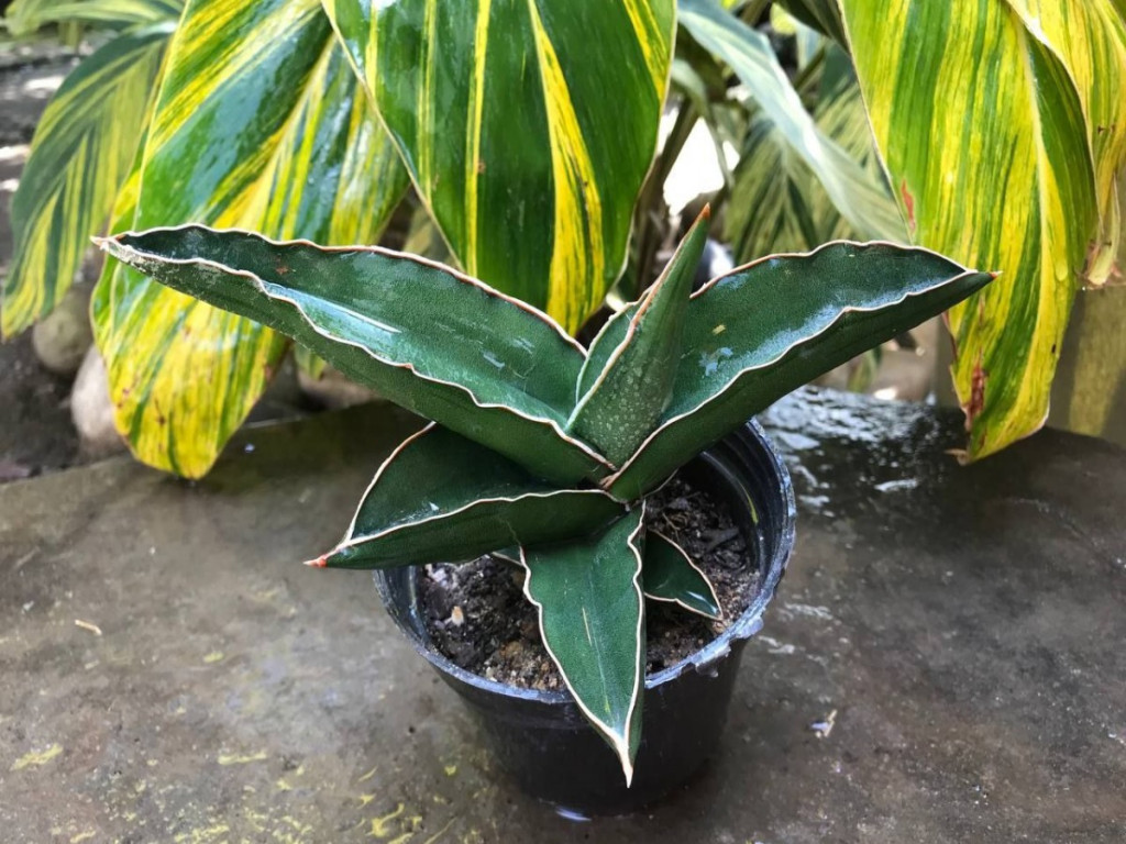 سانسوریا سامورایی