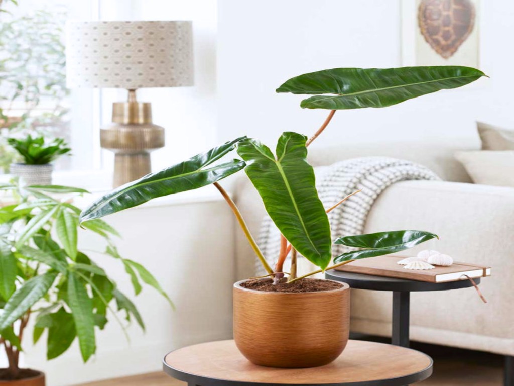 نگهداری و مراقبت فیلودندرون بیلی تای