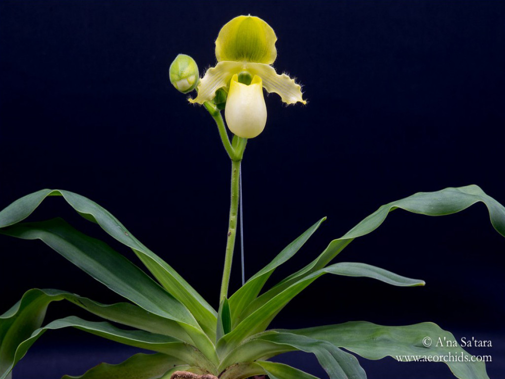 ارکیده مینیاتوری پاف پریمولینوم