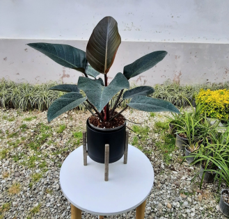 فیلودندرون رد کنگو