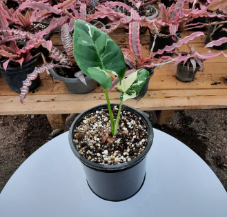 بابا آدم ابلق کوچک