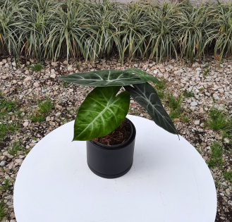 آلوکازیا پینک دراگون