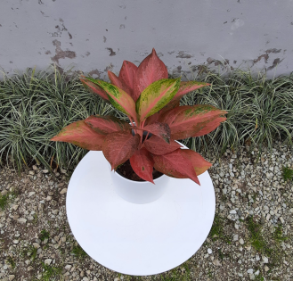 اگلونما صورتی