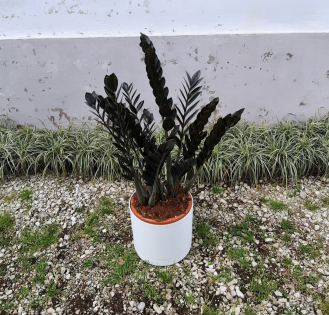 زاموفیلیا بلک