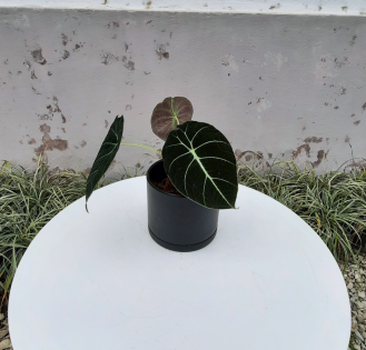 آلوکازیا بلک ولوت