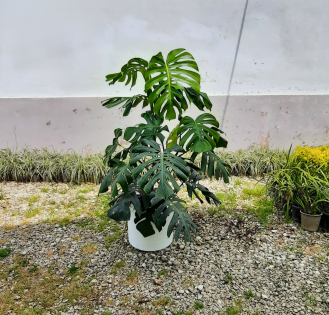 برگ انجیری بزرگ