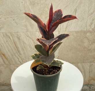 فیکوس شرابی