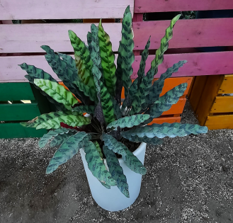 کالاته آ لانسیفولیا